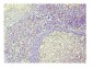 Anti-Caspase-3 Antibody Picoband™ (monoclonal, 8B6)