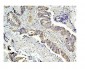 Anti-Caspase-3 Antibody Picoband™ (monoclonal, 8B6)