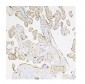 Anti-Caspase-3 Antibody Picoband™ (monoclonal, 8B6)