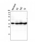 Anti-Caspase-3 Antibody Picoband™ (monoclonal, 8B6)