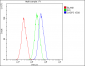 Anti-Caspase-3 Antibody Picoband™ (monoclonal, 15G8)