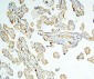 Anti-Caspase-3 Antibody Picoband™ (monoclonal, 15G8)