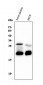 Anti-Caspase-3 Antibody Picoband™ (monoclonal, 15G8)