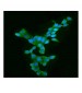 Anti-APOBEC3G Antibody Picoband™ (monoclonal, 6C2)