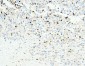 Anti-APOBEC3G Antibody Picoband™ (monoclonal, 6C2)