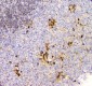 Anti-Cyclophilin B PPIB Antibody Picoband™ (monoclonal, 11C11)