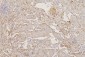 Anti-Collagen III/COL3A1 Antibody Picoband™ (monoclonal, 9H9)