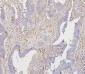 Anti-Collagen III/COL3A1 Antibody Picoband™ (monoclonal, 9H9)