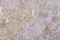 Anti-Collagen III/COL3A1 Antibody Picoband™ (monoclonal, 9H9)