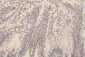 Anti-Collagen III/COL3A1 Antibody Picoband™ (monoclonal, 9H9)