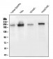 Anti-Collagen III/COL3A1 Antibody Picoband™ (monoclonal, 9H9)