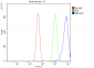 Anti-NMI Antibody Picoband™ (monoclonal, 2F3)
