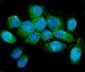 Anti-NMI Antibody Picoband™ (monoclonal, 2F3)