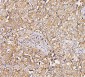 Anti-NMI Antibody Picoband™ (monoclonal, 2F3)