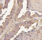 Anti-NMI Antibody Picoband™ (monoclonal, 2F3)