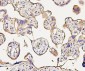 Anti-NMI Antibody Picoband™ (monoclonal, 2F3)