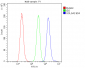 Anti-GM130 GOLGA2 Antibody Picoband™ (monoclonal, 6D4)