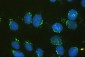 Anti-GM130 GOLGA2 Antibody Picoband™ (monoclonal, 6D4)