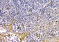 Anti-GM130 GOLGA2 Antibody Picoband™ (monoclonal, 6D4)