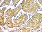 Anti-GM130 GOLGA2 Antibody Picoband™ (monoclonal, 6D4)
