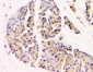 Anti-GM130 GOLGA2 Antibody Picoband™ (monoclonal, 6D4)