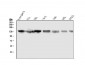Anti-GM130 GOLGA2 Antibody Picoband™ (monoclonal, 6D4)