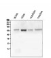 Anti-GM130 GOLGA2 Antibody Picoband™ (monoclonal, 6D4)