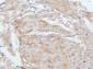 Anti-E Cadherin 1 CDH1 Antibody Picoband™ (monoclonal, 9G2)