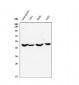 Anti-EDNRB Antibody Picoband™ (monoclonal, 15C3)