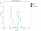 Anti-PPT1 Antibody Picoband™ (monoclonal, 10F3)