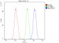 Anti-MED15 Antibody Picoband™ (monoclonal, 6F4)