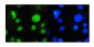 Anti-MED15 Antibody Picoband™ (monoclonal, 6F4)