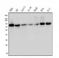 Anti-MED15 Antibody Picoband™ (monoclonal, 6F4)