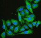 Anti-Cofilin 2/CFL2 Antibody Picoband™ (monoclonal, 8C13)