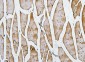 Anti-Cofilin 2/CFL2 Antibody Picoband™ (monoclonal, 8C13)
