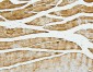 Anti-Cofilin 2/CFL2 Antibody Picoband™ (monoclonal, 8C13)