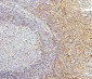 Anti-PPCS Antibody Picoband™ (monoclonal, 7G13)