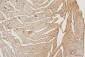 Anti-PPCS Antibody Picoband™ (monoclonal, 7G13)
