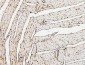 Anti-PPCS Antibody Picoband™ (monoclonal, 7G13)