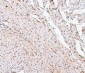 Anti-PPCS Antibody Picoband™ (monoclonal, 7G13)