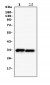 Anti-PPCS Antibody Picoband™ (monoclonal, 7G13)