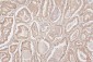 Anti-HMGB1 Antibody Picoband™ (monoclonal, 5H3)