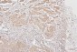 Anti-HMGB1 Antibody Picoband™ (monoclonal, 5H3)