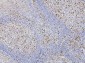 Anti-RAB27A Antibody Picoband™ (monoclonal, 2F5)