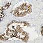 Anti-RAB27A Antibody Picoband™ (monoclonal, 2F5)