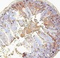 Anti-RAB27A Antibody Picoband™ (monoclonal, 2F5)