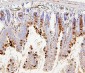 Anti-RAB27A Antibody Picoband™ (monoclonal, 2F5)