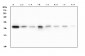 Anti-RAB27A Antibody Picoband™ (monoclonal, 2F5)