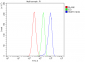 Anti-Hsp105/HSPH1 Antibody Picoband™ (monoclonal, 3D10)