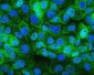 Anti-Hsp105/HSPH1 Antibody Picoband™ (monoclonal, 3D10)